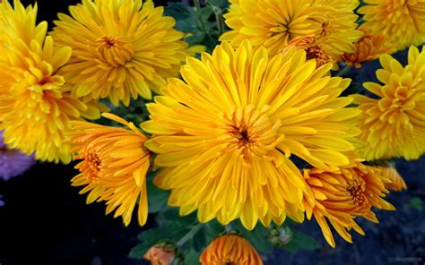 Yellow Chrysanthemum 6789 : Wallpapers13.com