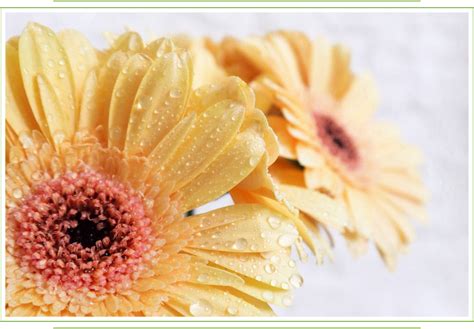 Gerbera Daisy Care Guide: Growing Information, Tips and Meaning ...