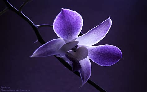 Beautiful Orchid Flower Wallpaper - WallpaperSafari