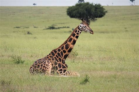 Giraffe, Laying, Down, Nature, Uganda #giraffe #laying #down #nature # ...