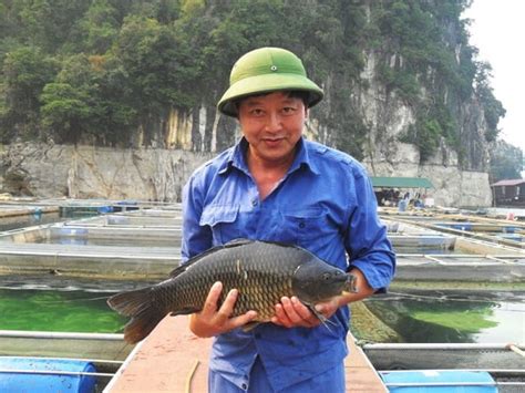 What Experts Say About Crispy Carp Breeding Techniques? - Agri Search