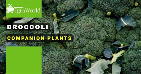 Broccoli Companion Plants: What to Grow with Broccoli?