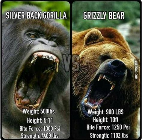 Silverback Gorilla or Grizzly Bear? - 9GAG