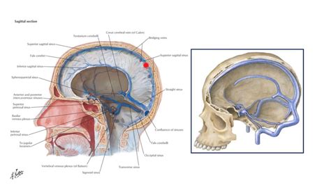 Dural venous sinuses - YouTube