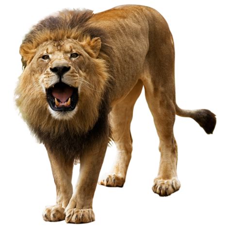 Lion Png Pic | Free PNG Image