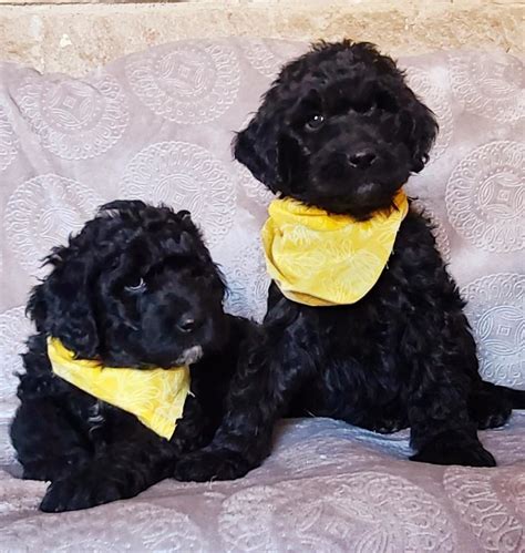 Red Gold or Black Goldendoodle Puppies in Houston - Rainfield Golden ...