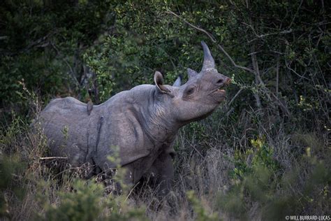 Black Rhinoceroses | Photos Pictures Images