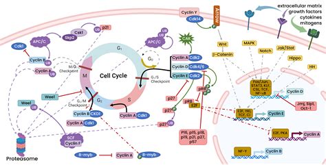 Focus on the Cell Cycle