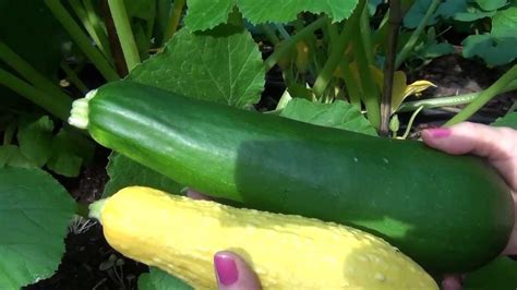 Which Is Healthier Zucchini Or Yellow Squash