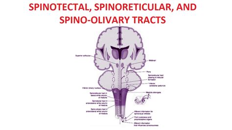 Spinotectal, Spinoreticular, Spino-olivary Tracts - YouTube