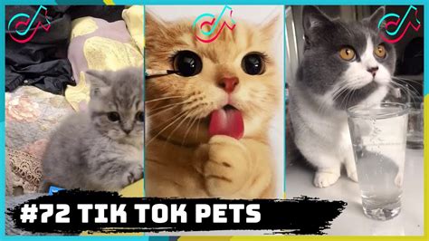 #72 TIK TOK PETS VIDEO COMPILATION US UK | 27th August 2020 - YouTube