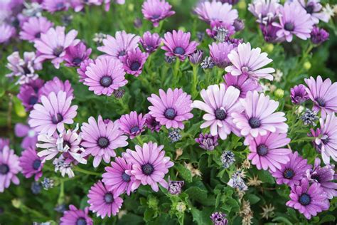 purple flowers are blooming in the garden