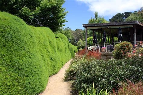 Ashcombe Maze: Lavender, Roses, and Hedges – Everything is Aussome