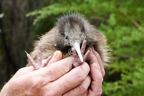 Cute New Zealand Kiwi bird chick - Stock Art NZ - Photos and Images for Sale