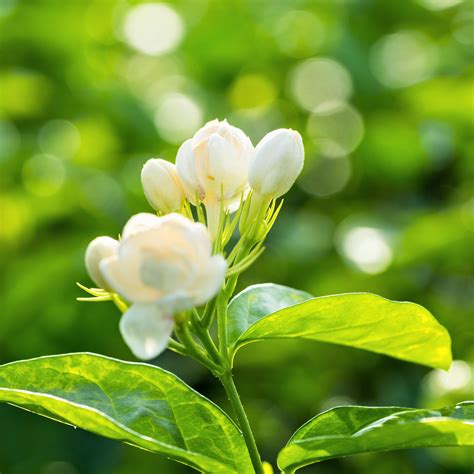 White Potted Jasmine Plant For Sale | Philippine Jasmine – Easy To Grow ...