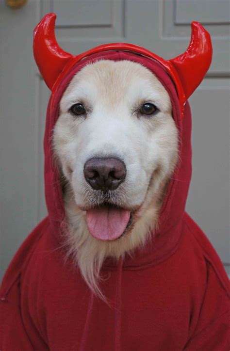 Pin on Golden Retrievers in costume