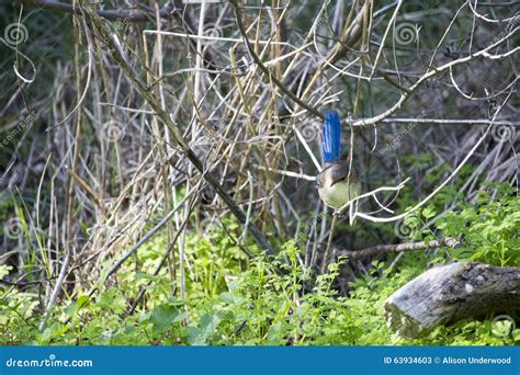 Female Splendid Fairywren Perched on a Gum Branch in Late Autumn. Stock ...