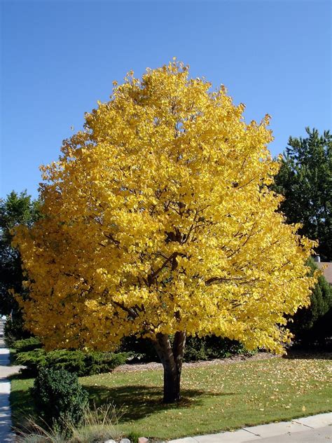 Colorful Leaves = Identifiable Trees - Casey Trees