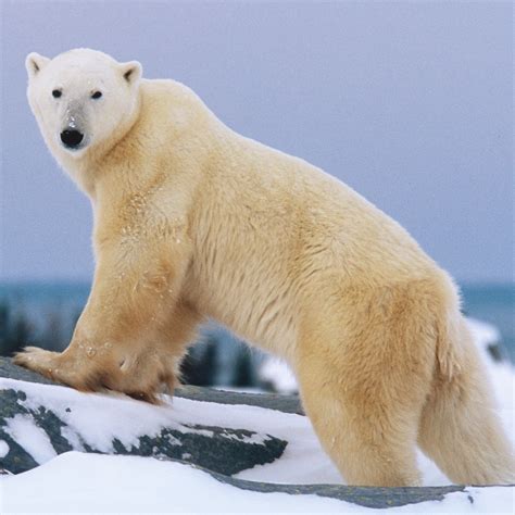 Adopt a Polar Bear