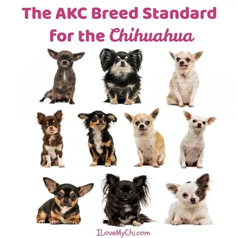 Chihuahua Weight Standard - Pets Lovers