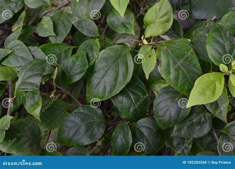 Leaf Texture Background in the Forest Stock Photo - Image of hedge ...