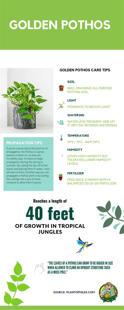 Golden Pothos Care Infographic | Pothos plant care, Golden pothos care, Pothos plant