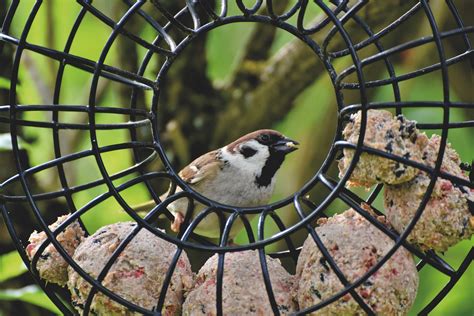 Beginner’s Guide to Backyard Bird Feeding – Chirp Nature Center