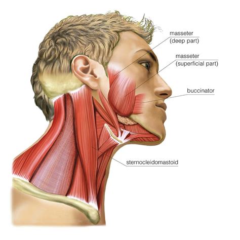 Masticatory Muscles Photograph by Asklepios Medical Atlas - Pixels