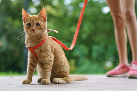 How To Train Your Cat on A Harness and A Leash