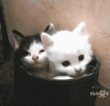 Cat's Yawn GIF - Cat Cats Yawn - Discover & Share GIFs