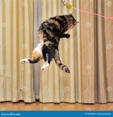 High jumping cat stock photo. Image of extended, blue - 40250348