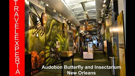 Audubon Butterfly Garden and Insectarium, New Orleans - Review - YouTube