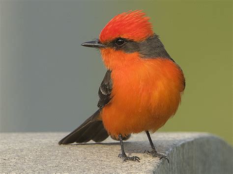 Papamoscas Cardenalito - eBird