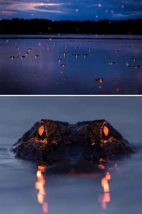 Alligator eyes shining in a Florida river. : r/pics