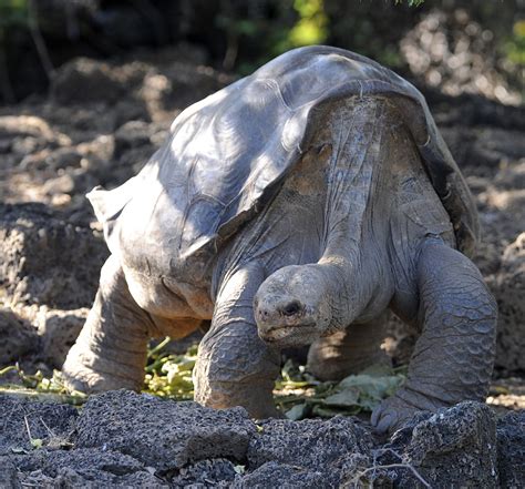 Lonesome George dies: What the last Pinta Island tortoise teaches us about conservation