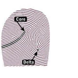 3: Basic patterns of fingerprints-(a) Ulnar Loop (b) Radial Loop (c)... | Download Scientific ...