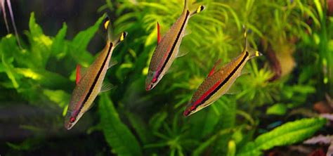 Barbs for Large Aquariums | Tropical Fish Hobbyist Magazine