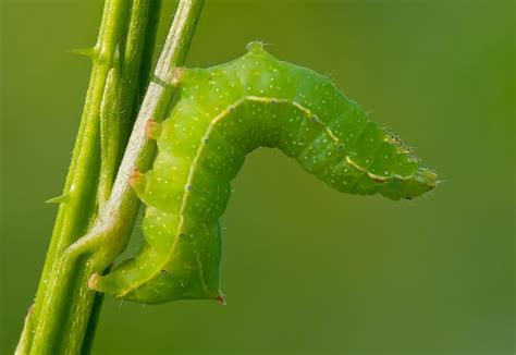 Green Caterpillar Identification Guide: 18 Common Types