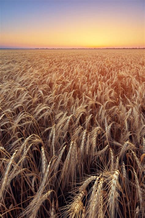 Wheat fields of Ukraine stock photo. Image of lights - 135431670