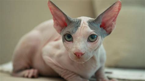 5 hairless cat breeds you should know