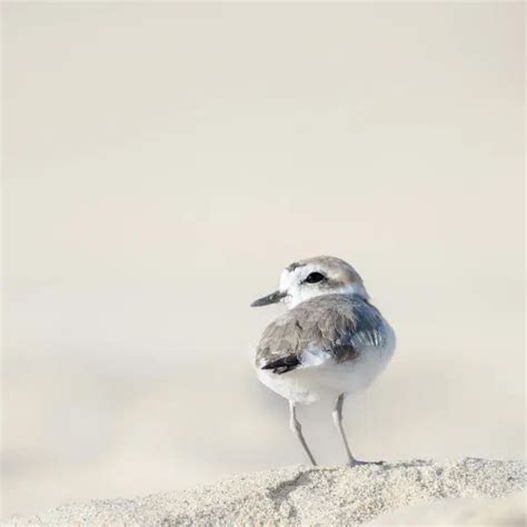 Snowy Plover - Facts, Diet, Habitat & Pictures on Animalia.bio