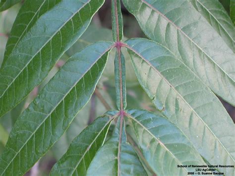 Louisiana Plant ID | Rhus copallinum (winged sumac)