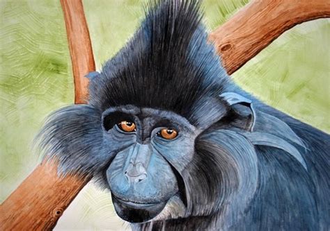 Blue Monkey: Facts, Characteristics, Habitat and More - Animal Place