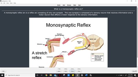 Would the knee-jerk stretch reflex be considered monosynaptic even though the efferent neuron ...