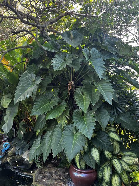 Seen in a plant nursery in South Florida : r/matureplants