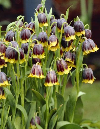 Fritillaria Michailovskyi - Anglia Bulb Company