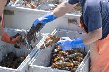 Live Maine Lobster Delivery With Overnight Shipping - The Fresh Lobster Company