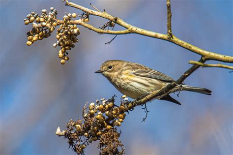 Bruce’s Birdtography: The Joys of Fall Migration – BWD Magazine