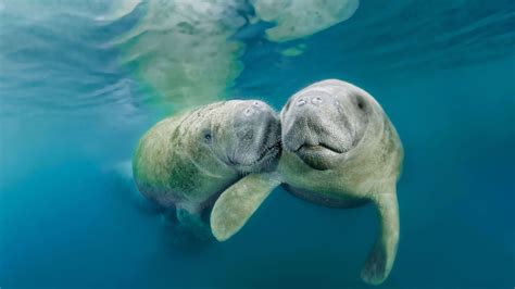 Download Water Mammal Animal Manatee HD Wallpaper