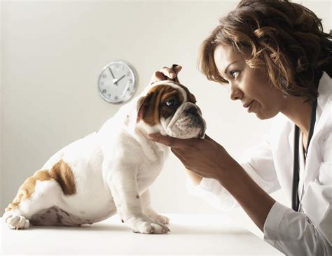 Ear Infections in Dogs and Cats